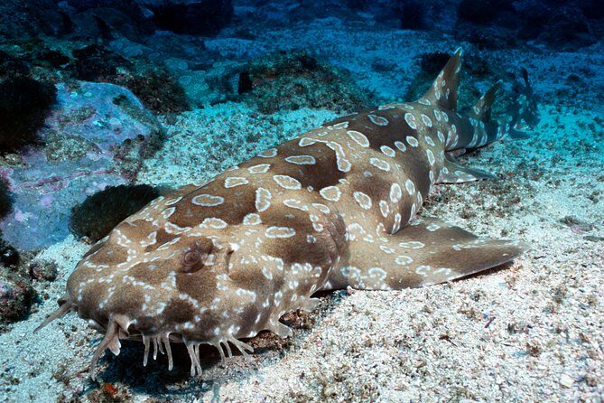 SEA LIFE Kelly Tarlton's General Admission - Key Points