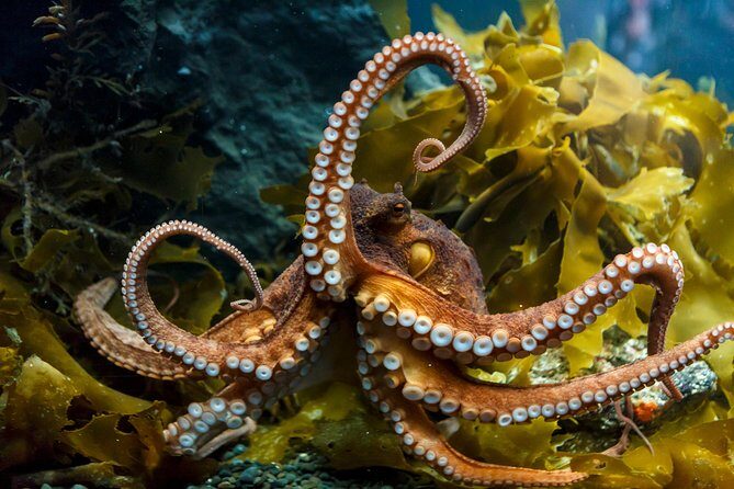 SEA LIFE Kelly Tarlton's General Admission - FAQ: Common Questions About Kelly Tarltons Aquarium