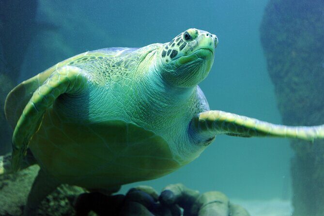 SEA LIFE Michigan Aquarium Admission Ticket - FAQ
