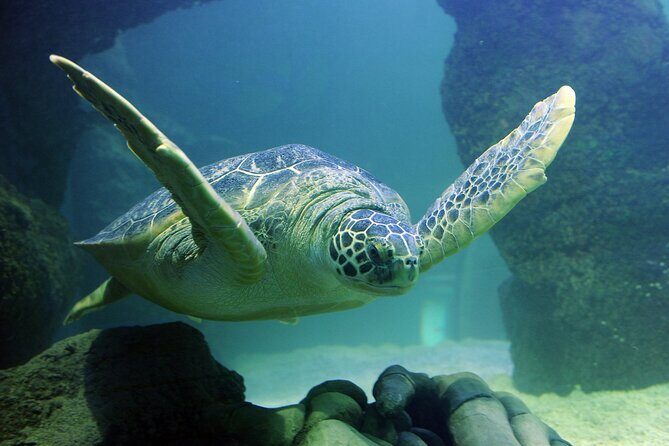 SEA LIFE Orlando Aquarium - Final Thoughts: Is It Worth Your Time?