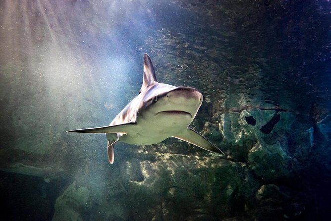 SEA LIFE San Antonio Admission Ticket - The Real Experience: What Travelers Say