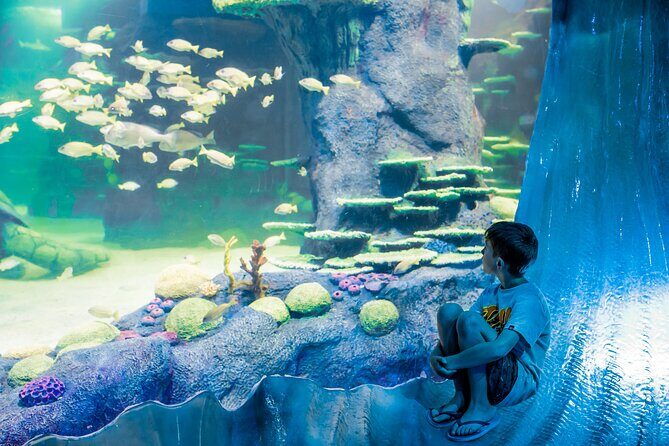 SEA LIFE Sydney Aquarium Entrance Ticket - Crowds and Practical Tips