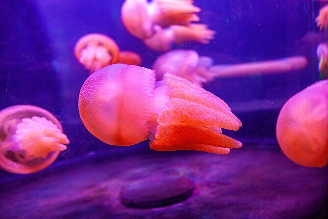 SEA LIFE Sydney Aquarium Entrance Ticket - Accessibility and Comfort