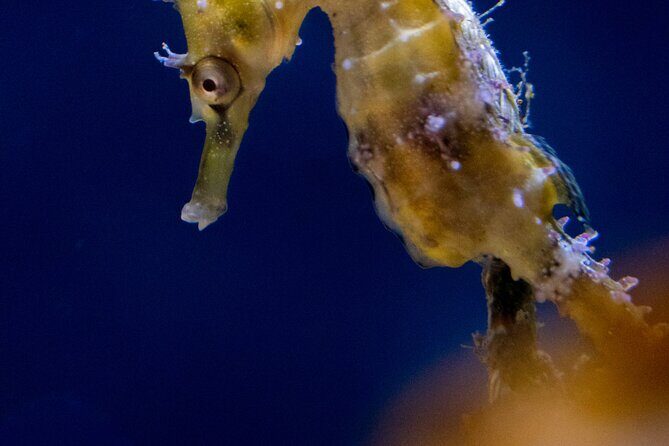 SEA LIFE Sydney Aquarium Entrance Ticket - Final Thoughts