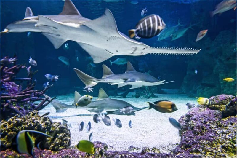 SEA LIFE Sydney Aquarium Entry Ticket - Key Points