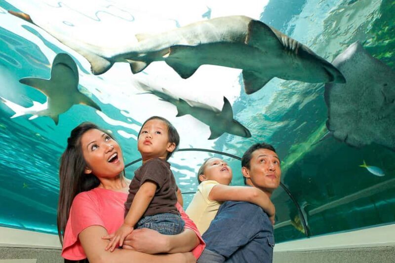 SEA LIFE Sydney Aquarium Entry Ticket - What to Expect and Practical Tips