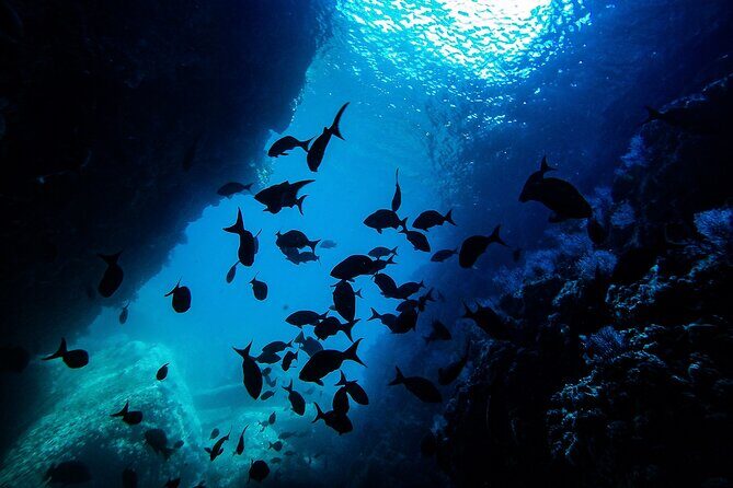 Sea Lion Snorkeling & Island Beach Picnic Espíritu Santo Tour - An In-Depth Look at the Espíritu Santo Tour