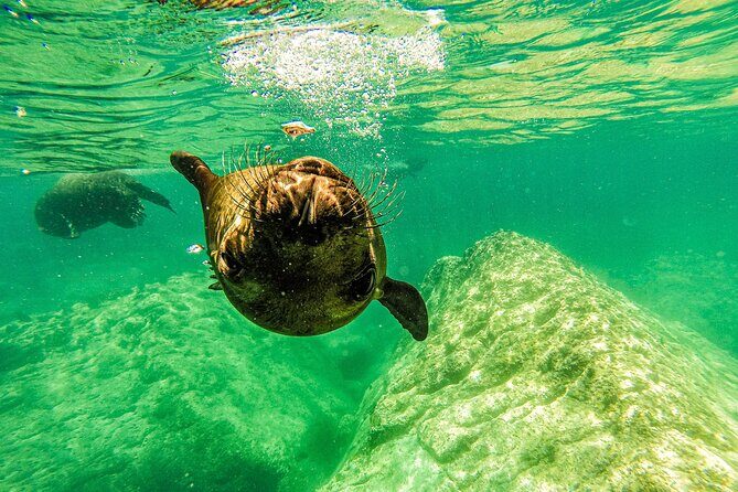 Sea Lion Snorkeling & Island Beach Picnic Espíritu Santo Tour - Who Should Consider This Tour?