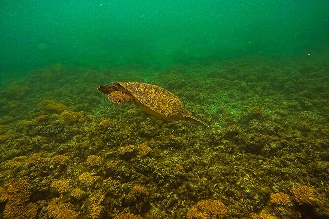 Sea Lion Snorkeling & Island Beach Picnic Espíritu Santo Tour - FAQ