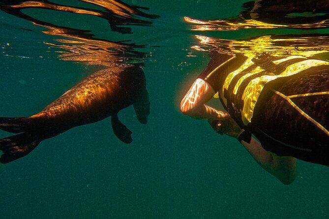 Sea Lion Snorkeling & Island Beach Picnic Espíritu Santo Tour - Final Thoughts