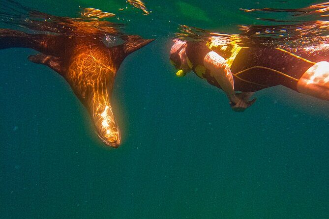 Sea Lion Snorkeling & Island Beach Picnic Espíritu Santo Tour - References