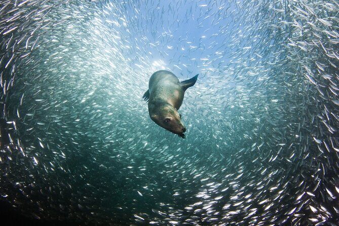 Sea Lions & Mega-Paddleboard Tour in Espiritu Santo - Thorough Breakdown of the Itinerary