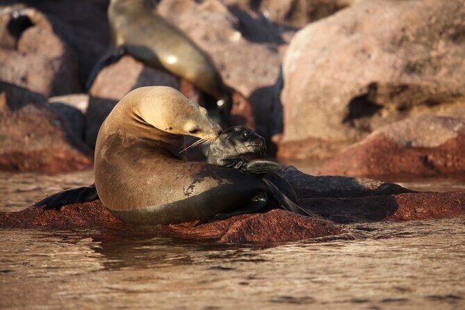 Sea Lions & Mega-Paddleboard Tour in Espiritu Santo - Final Thoughts