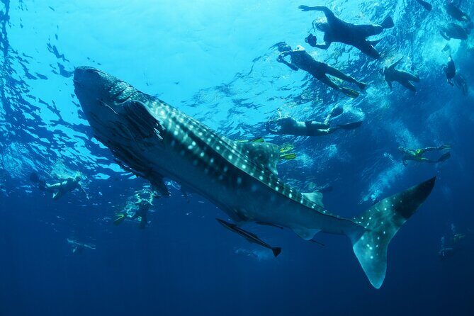 Sea of Cortez Combo: Whale Sharks, Sea Lions & Balandra Beach - An In-Depth Look at the Tour Experience