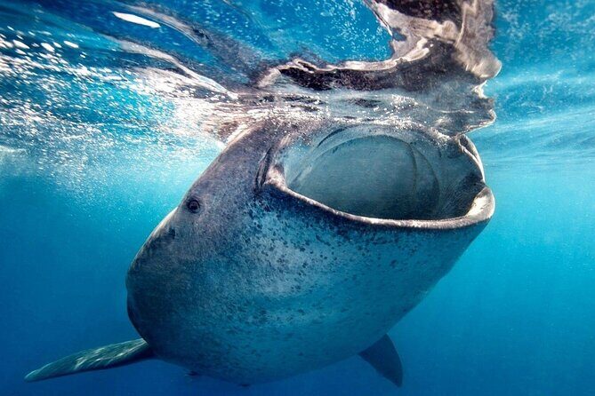 Sea of Cortez Combo: Whale Sharks, Sea Lions & Balandra Beach - The Sum Up