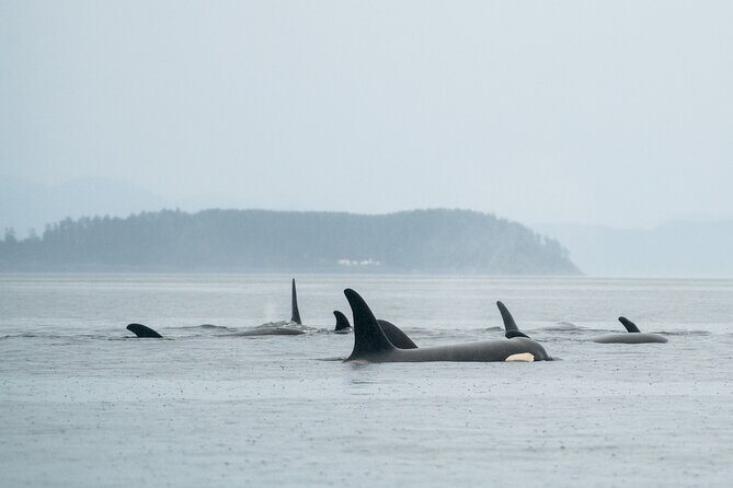 Sea Otter and Whale Watching Tour on Northern Vancouver Island - A Detailed Look at the Experience