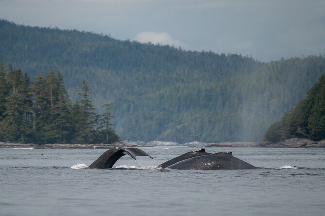 Sea Otter and Whale Watching Tour on Northern Vancouver Island - Who Will Love This Tour?