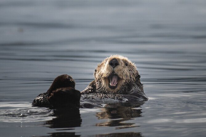 Sea Otter and Whale Watching Tour on Northern Vancouver Island - Final Thoughts