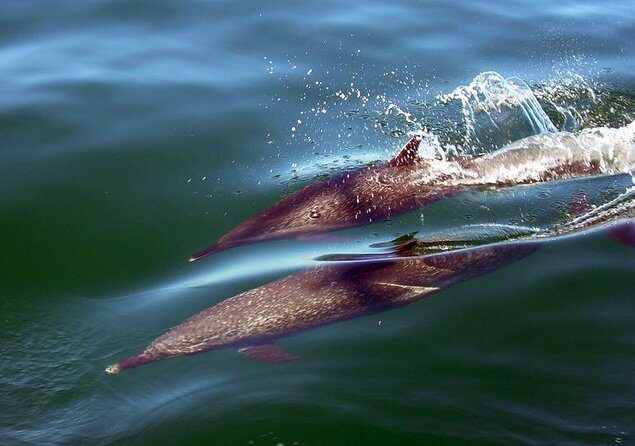 Sea Safari & Beach BBQ at secluded Pizota jungle beach - Key Points