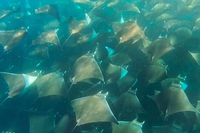 Sea Safari - Explore All The Wonders of The Sea of Cortez - An In-Depth Look at the Sea Safari Experience