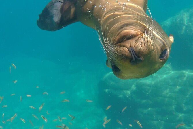 Sea Safari - Explore All The Wonders of The Sea of Cortez - FAQ