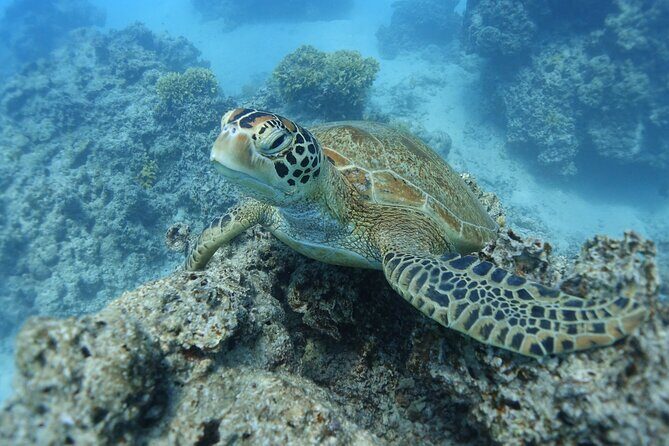 Sea Scooter Jet Snorkeling "Moorea Dream Adventure" - Introduction: What’s the Tour All About?