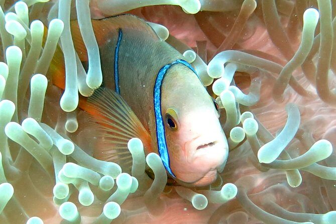 Sea Scooter Jet Snorkeling "Moorea Dream Adventure" - The Sum Up: Is It Worth It?