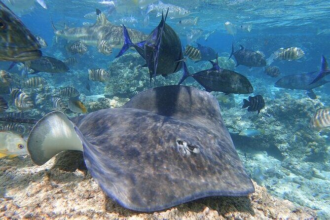 Sea Scooter Jet snorkeling "Moorea Reef Adventure" - An Engaging Introduction to Moorea’s Marine Life