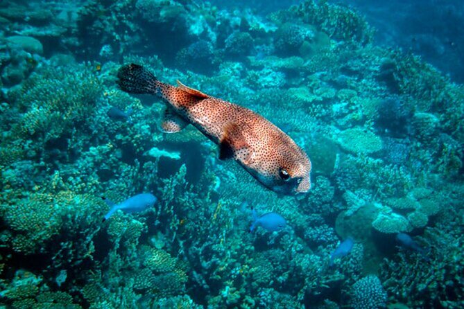 Sea Scope Semi Submarine - Marsa Alam - A Closer Look at the Itinerary