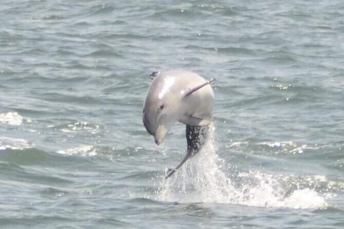 Sea Thunder Cruise-2 Hour Tour Surrounded by Dolphins in S.C - Introduction: What Makes This Tour Stand Out