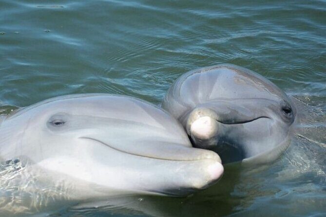 Sea Thunder Cruise-2 Hour Tour Surrounded by Dolphins in S.C - Authentic Reviews and Real Experiences