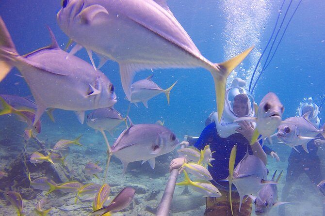 Sea Trek Helmet Dive at Coral World Ocean Park - What Reviews Tell Us