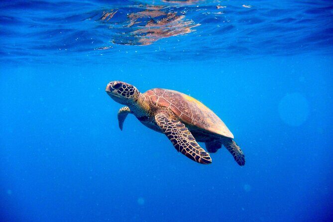 Sea Trip by Boat to Marsa Mubarak  Snorkeling in Marsa Alam - A Detailed Look at the Marsa Mubarak Snorkeling Tour
