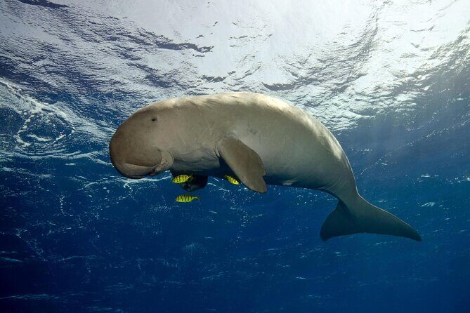 Sea Trip by Boat to Marsa Mubarak  Snorkeling in Marsa Alam - The Sum Up: Is This Snorkeling Trip Worth It?