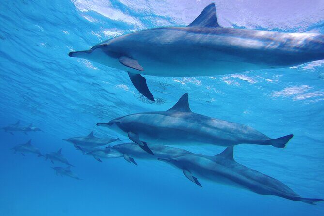 Sea Trip to Dolphin House & Snorkeling With Lunch - Marsa Alam - An In-Depth Look at the Experience