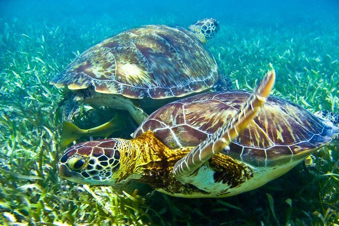 Sea turtle and cenotes half day Snorkeling Tour from Riviera Maya - Snorkeling with Sea Turtles in Tulum