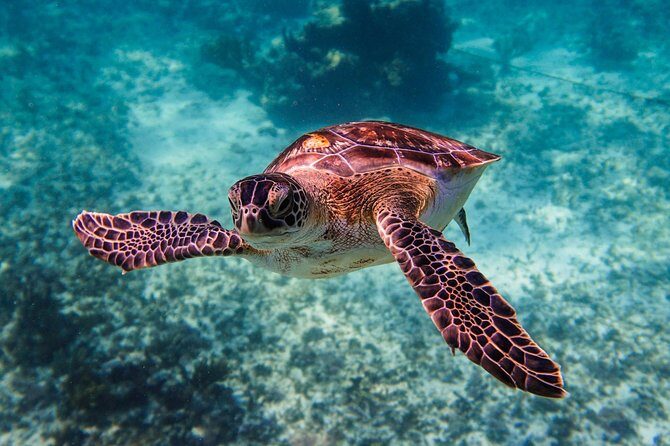 Sea turtle and cenotes half day Snorkeling Tour from Riviera Maya - Transport and Timing