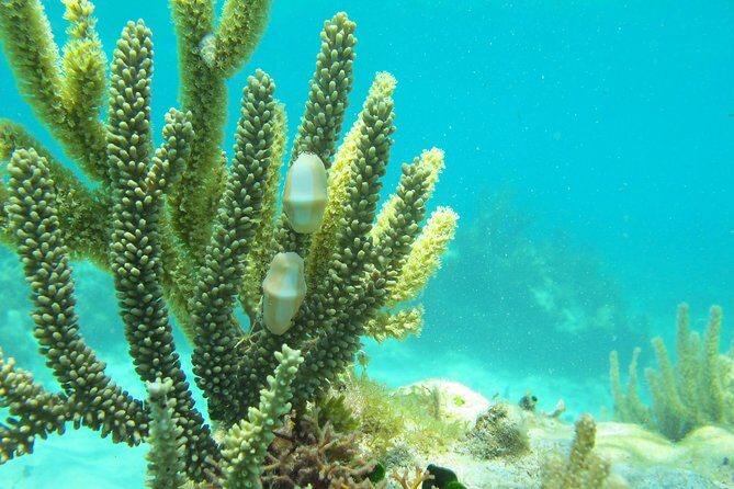Sea turtle and cenotes half day Snorkeling Tour from Riviera Maya - Guides and Personal Touch