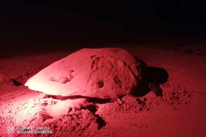 Sea Turtle Nesting Observation on Sal Island - Key Points