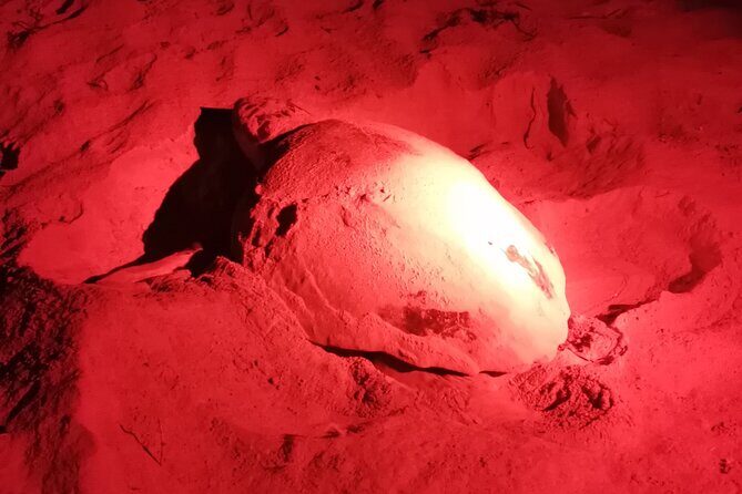Sea Turtle Nesting Observation on Sal Island - What We Loved and What to Keep in Mind