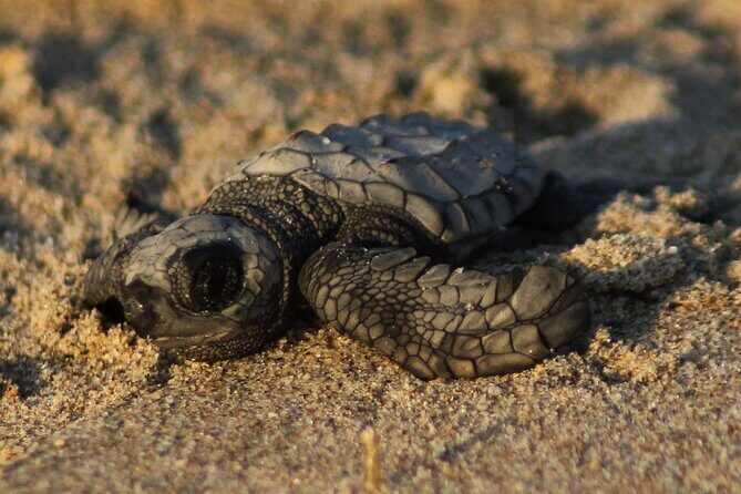 Sea Turtle Release A Puerto Vallarta Conservation Adventure - Introduction