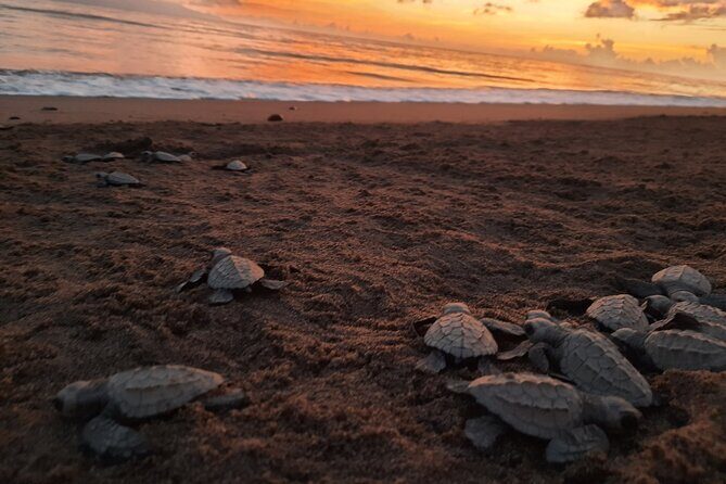Sea Turtle Release A Puerto Vallarta Conservation Adventure - Key Points