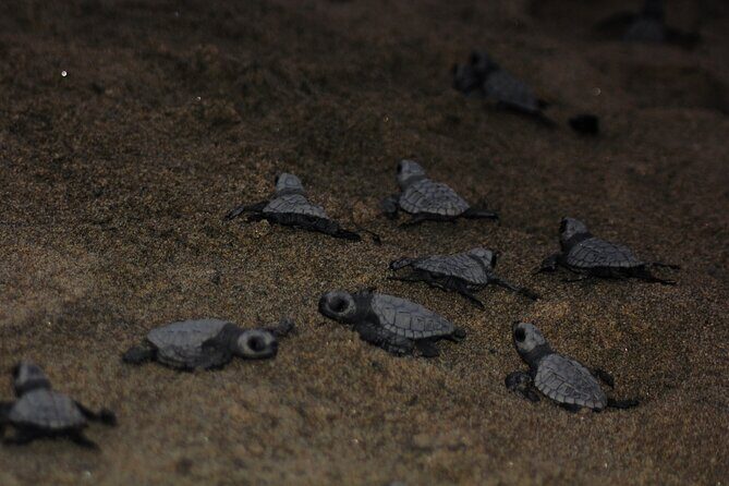 Sea Turtle Release A Puerto Vallarta Conservation Adventure - Authentic Experiences and Real Feedback