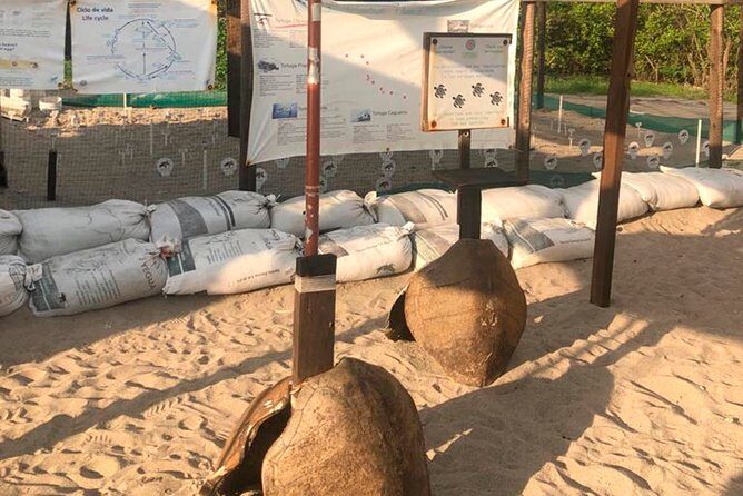 Sea Turtle Release A Puerto Vallarta Conservation Adventure - The Sum Up