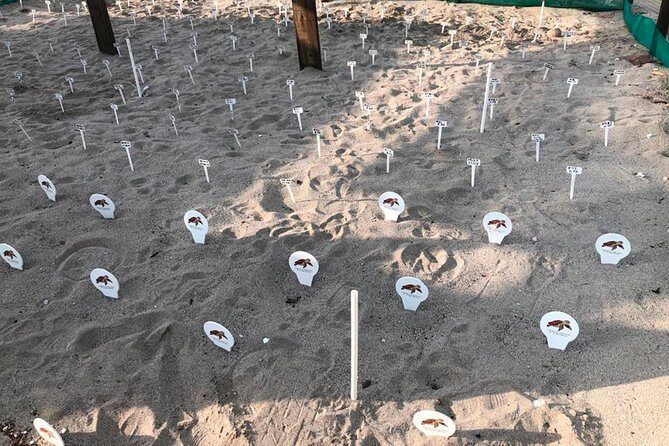 Sea Turtle Release A Puerto Vallarta Conservation Adventure - FAQs