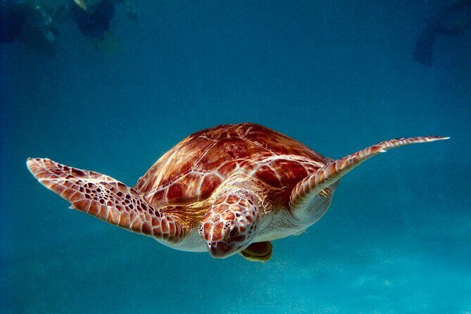 Sea Turtle Sanctuary In Akumal With Cenotes - Exploring the Sea Turtle Sanctuary in Akumal with Cenotes: An Honest Review