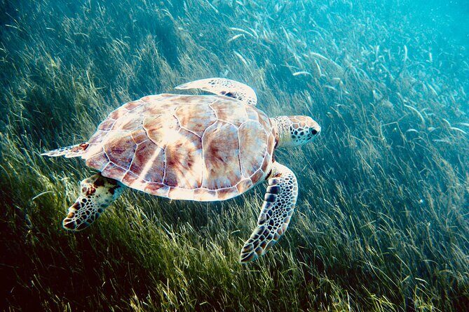 Sea Turtle Sanctuary In Akumal With Cenotes - Key Points