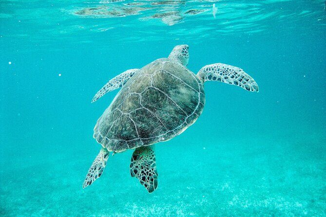 Sea Turtle Sanctuary In Akumal With Cenotes - FAQ