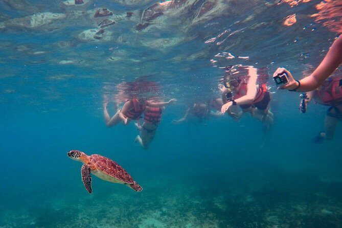 Sea Turtle Snorkeling Ecofriendly Tour from Cancun & Riviera Maya - The Experience of Other Travelers