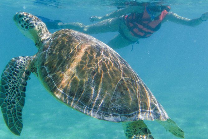 Sea Turtle Snorkeling Ecofriendly Tour from Cancun & Riviera Maya - Practical Tips for Future Travelers